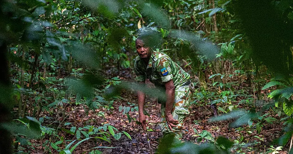 Botanists comb Gabon's rich rainforests with nature on the line