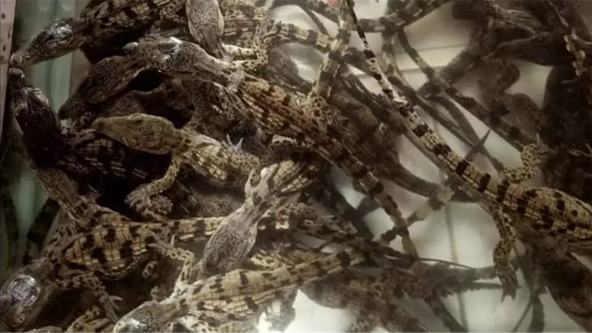 Egyptian Authorities Seize 30 Smuggled Crocodiles on Train from Aswan to Alexandria