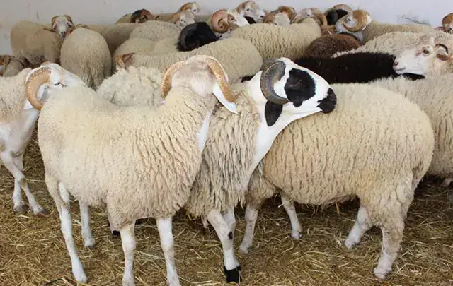 Tunisian Authorities Urge Livestock Breeders to Take Preventive Measures Against Disease-Carrying Insects