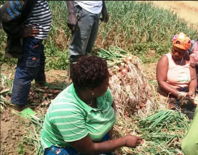 Rwanda: Parliament Probes Fate of Onion Farmers Amidst Post-Harvest Losses
