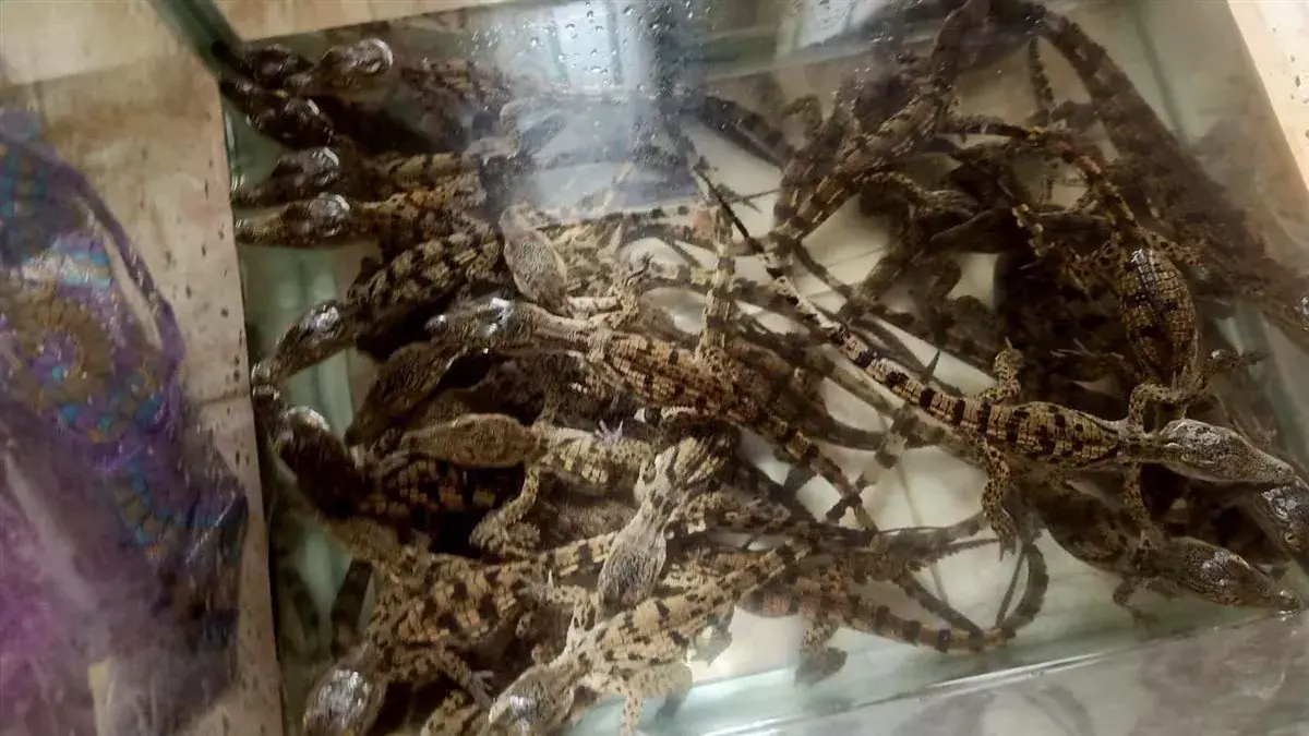 Egyptian Authorities Foil Attempt to Smuggle Dozens of Crocodiles at Aswan Railway Station