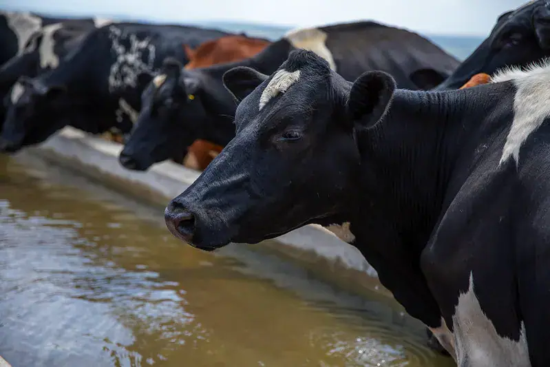 Rwanda's Milk Shortage: A Lingering Concern