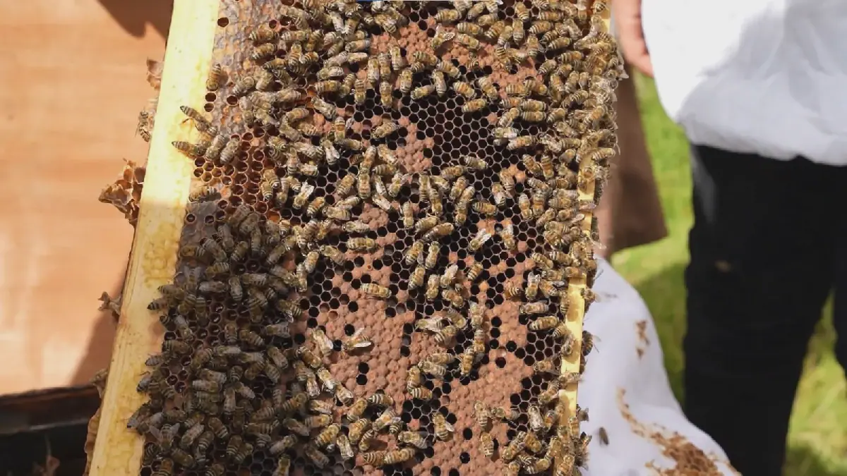 Libya Imposes Ban on Importing Honey Bee Queens