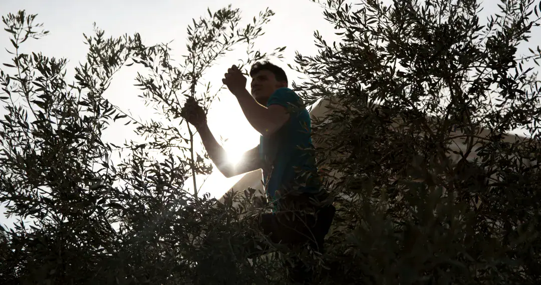 Israeli aggression devastates Palestine's olive harvest