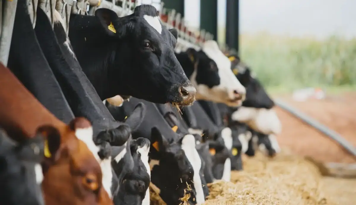 Algérie : l'importation de bovins vivants suspendue jusqu'à nouvel ordre