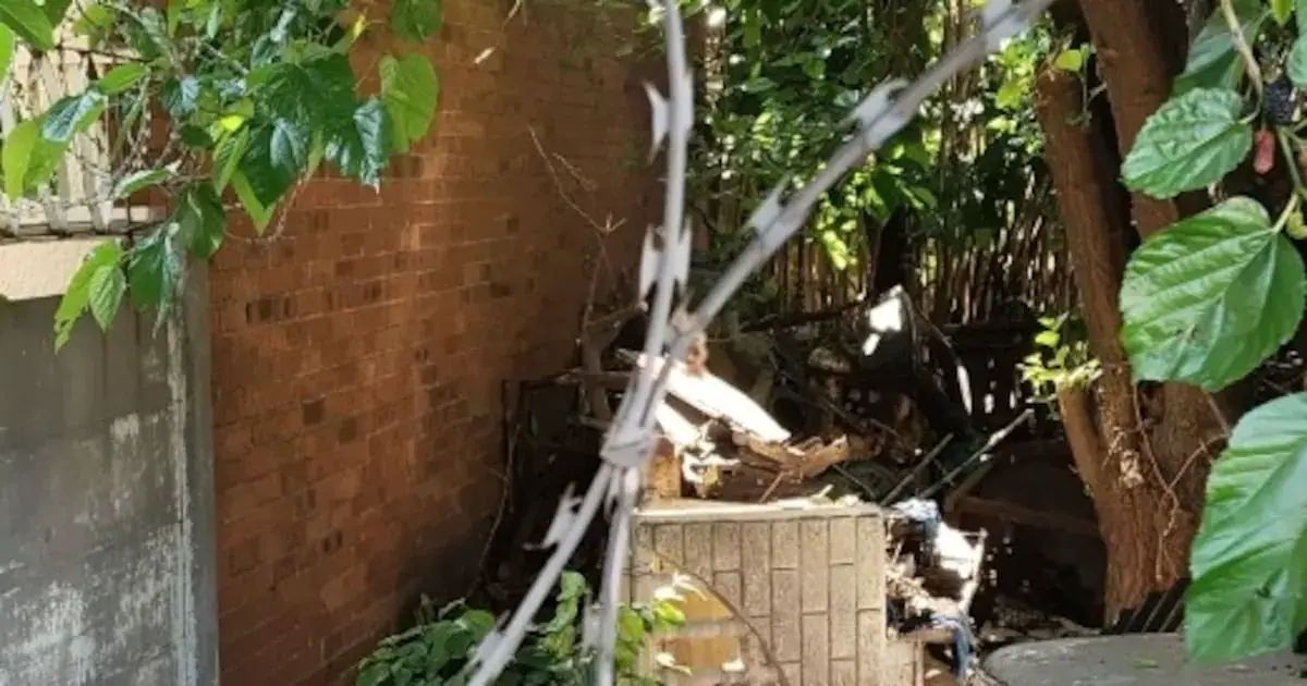 The beehive in a Primrose backyard has left a Germiston dad feeling disgruntled after the swarm attacked his home, frightened his children and killed two of his dogs.