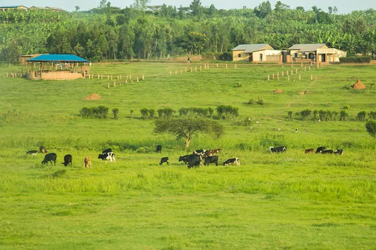Foot and Mouth Disease Outbreak Hits Rwanda's Eastern Province