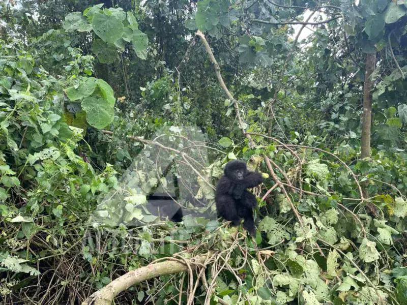 New Birth in Virunga National Park's Bageni Family of Mountain Gorillas