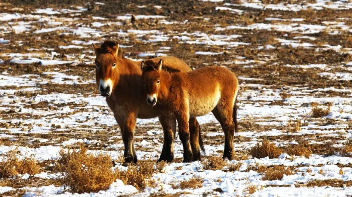 Przewalski's Horses Roam Free in China's Xinjiang Reserve