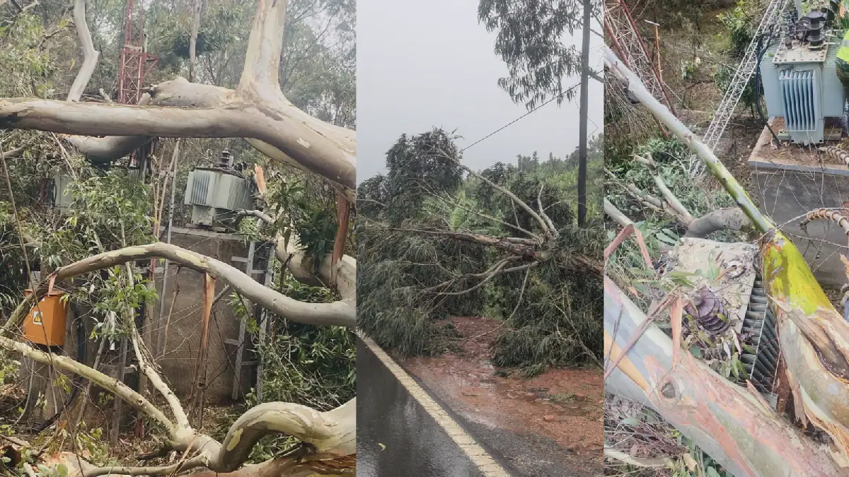 Rwanda's Energy Regulator Urges Tree Cutters to Avoid Damaging Power Lines