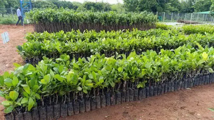 Burkina Faso Chamber of Commerce Formalizes Businesses of 73 Nurserymen and Landscapers