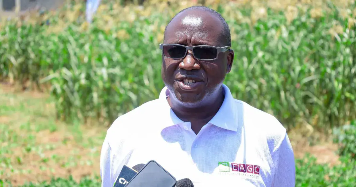 Western Kenya harvest drops as drought hits farmers