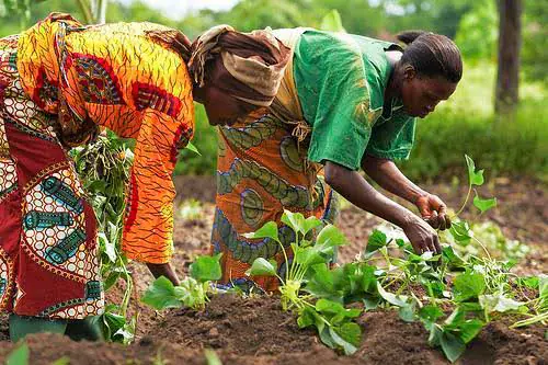 Kaduna women's vegetable farming fuels economic revolution