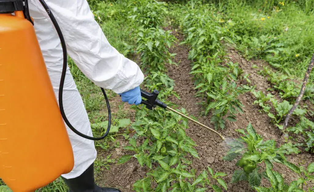 Pesticide Use in Mauritius Raises Health Concerns