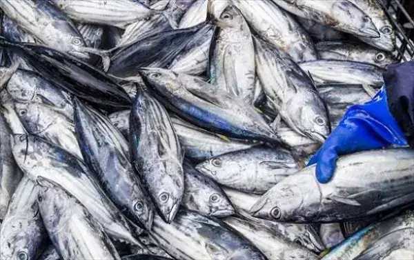 Cote d'Ivoire's Fishing Industry in Crisis as UMAG-CI Appeals to President Ouattara