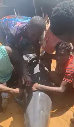 Liberia's NaFAA Laments Dolphin Killing, Vows Enhanced Community Training