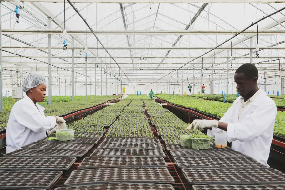 Rwanda’s Agri-Food Revolution: €2.15m Investment to Scale Local Innovation