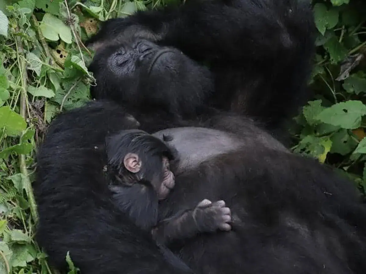 RDC : une nouvelle naissance porte à 62 le nombre de gorilles de la famille Bageni dans le parc des Virunga