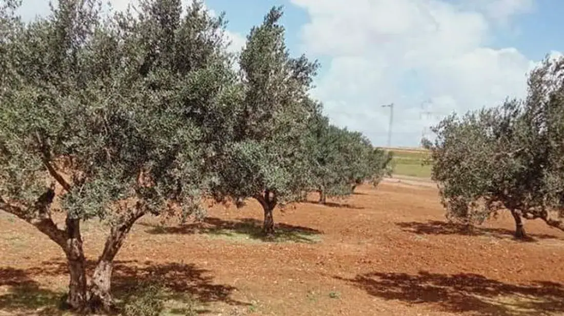 Tunisia: Authorities Reclaim International Agricultural Land in Banzart