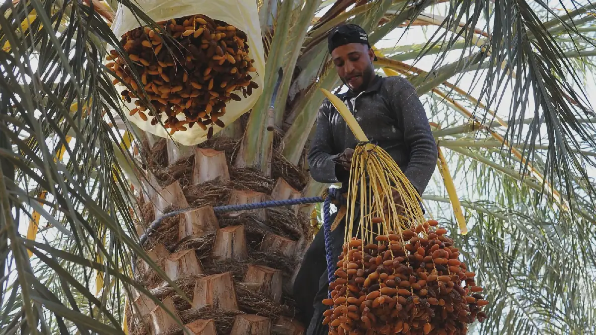 Dattes : une production nationale de 180 000 tonnes attendue pour la campagne 2026-2027