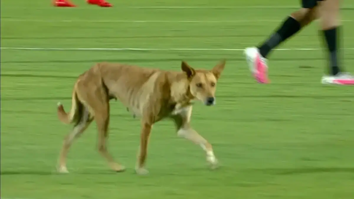 Stray Dog Invasion Sparks Heated Debate at Egyptian Premier League Match