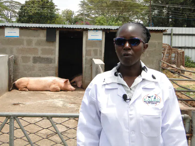 The science behind the rearing of pigs