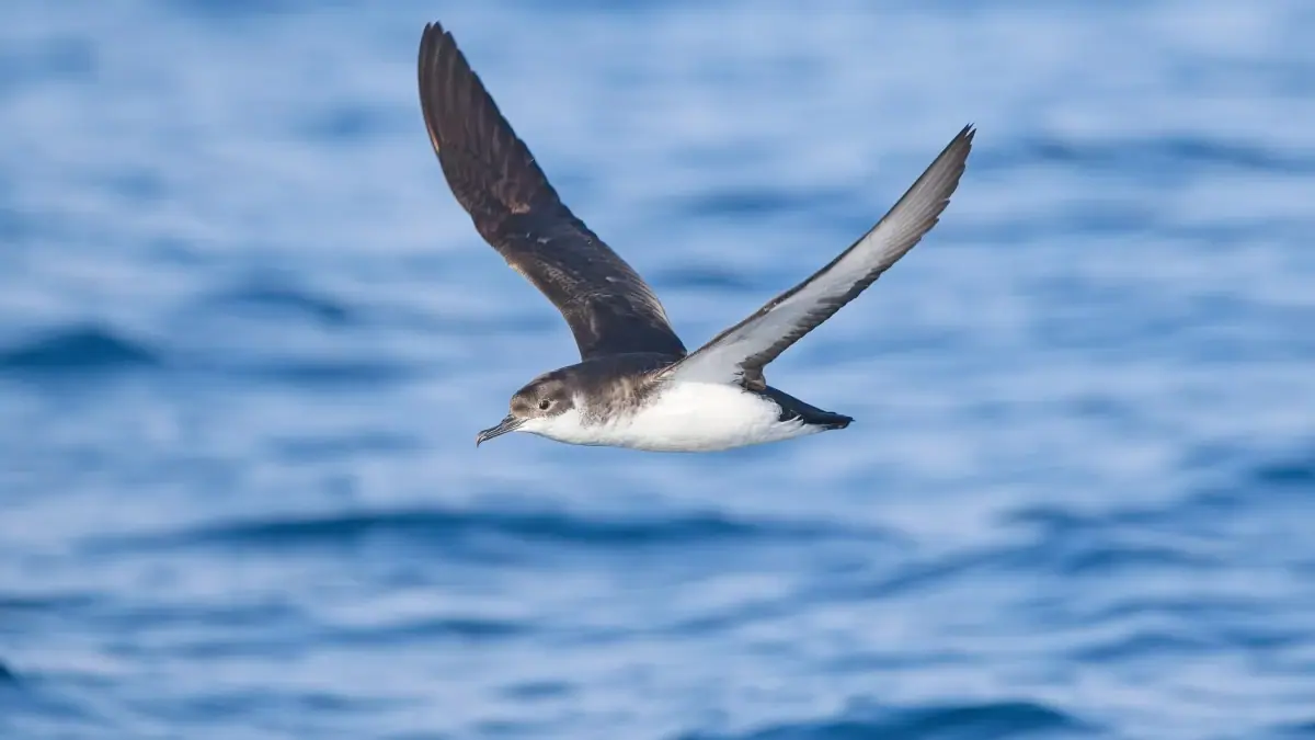 Manx shearwaters race back to their nests after spending weeks hunting at sea. New research suggests they get jet lagged on their journey home.