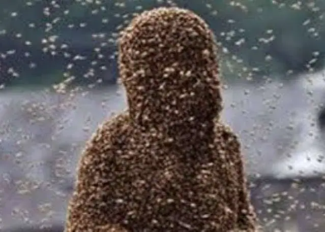 bees attack