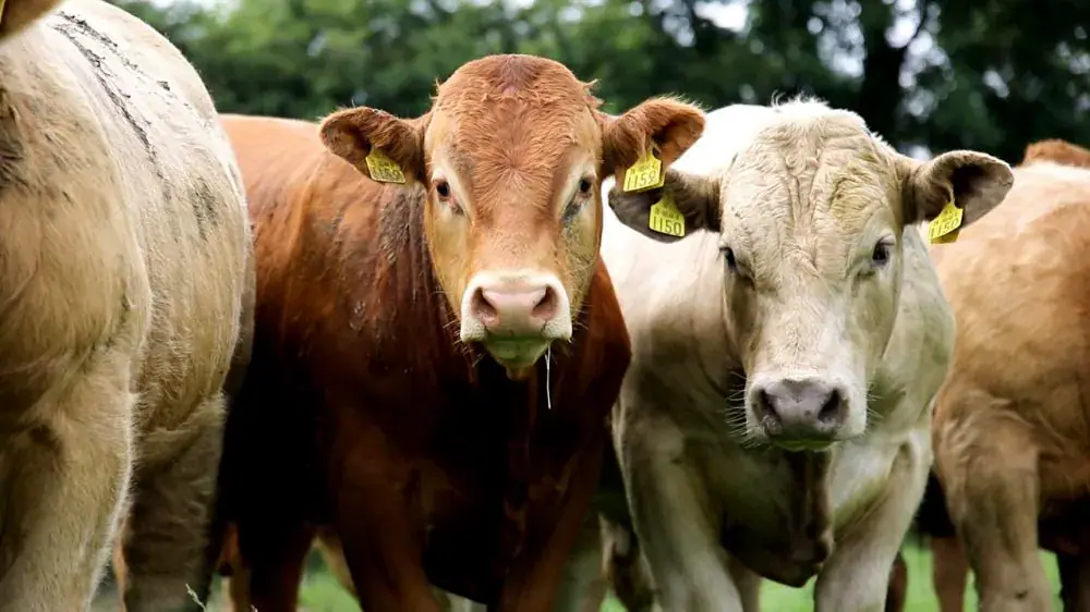 Importation de bovins : la suspension ne concerne pas les animaux destinés à l’abattage