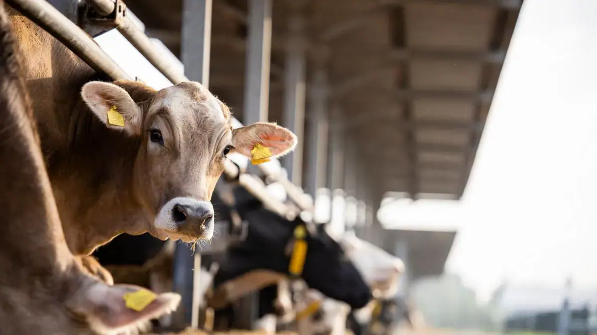 Algerian Agriculture Chamber Warns of Foot-and-Mouth Disease Outbreak