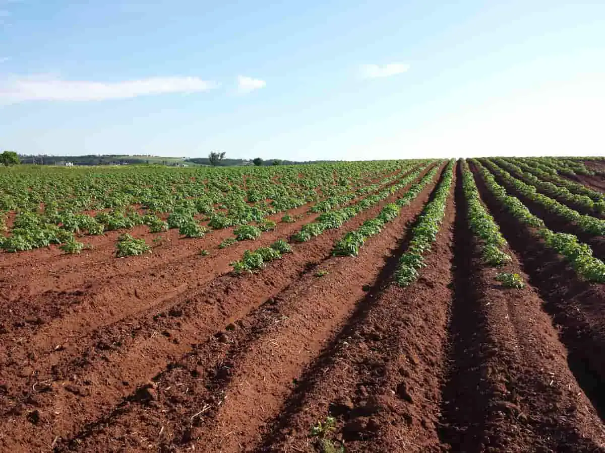 Nigeria Unveils One Million Hectare Tree Crop Plan to Attract European Investors