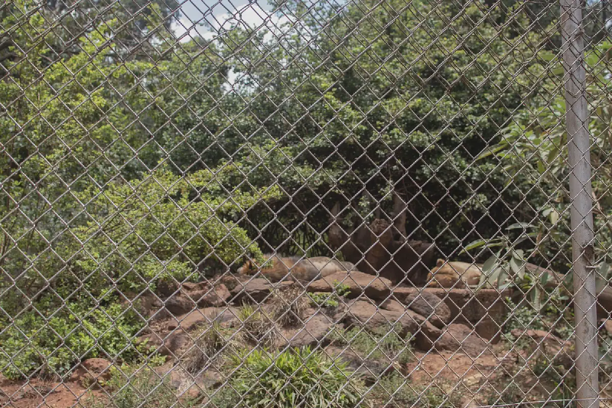 Court Blocks Car Park Construction Inside Nairobi Animal Orphanage