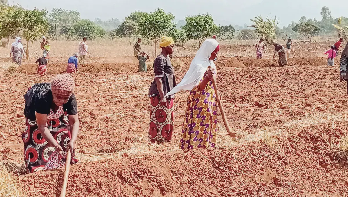 A harvest that ends the hunger struggle