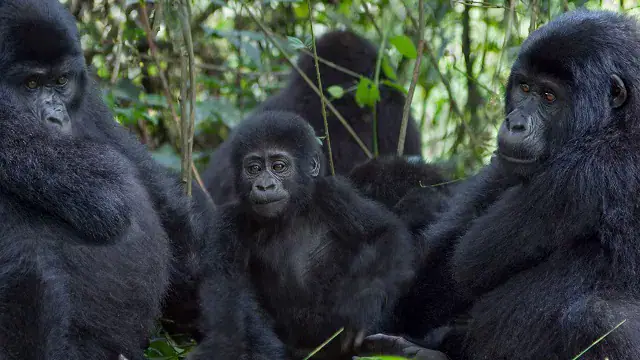 Gorilla Tourism in Uganda and Rwanda at Risk Due to Lack of Enforcement of Visitor Rules