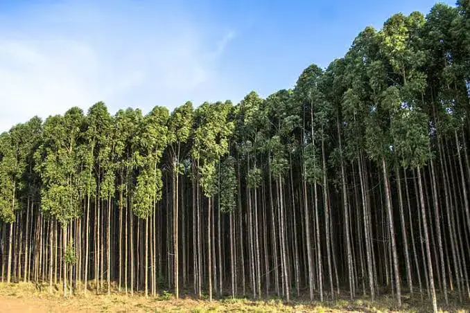 Eucalyptus Tree: From Australian Jungles to Treating Cold and Flu in Morocco