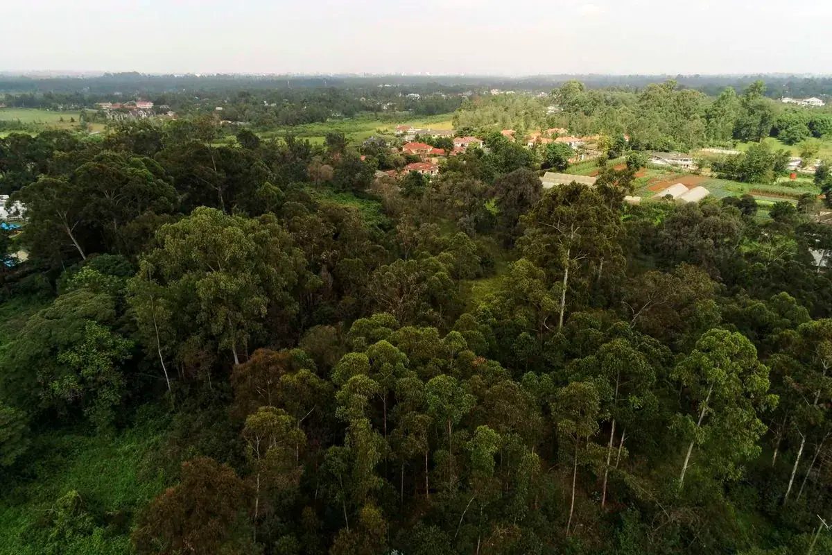 Pragmatism urged in Ngong forest excision decisions