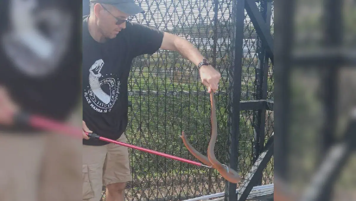 Elusive Mole Snake Rescued from Cato Ridge Warehouse