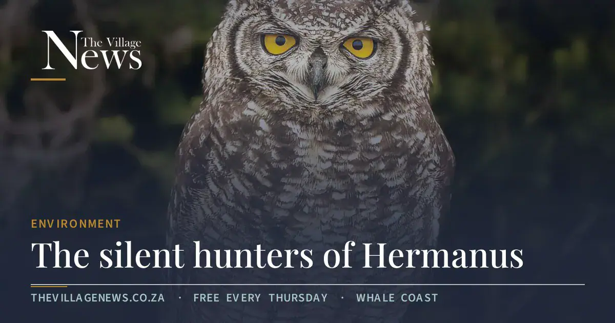 The silent hunters of Hermanus
