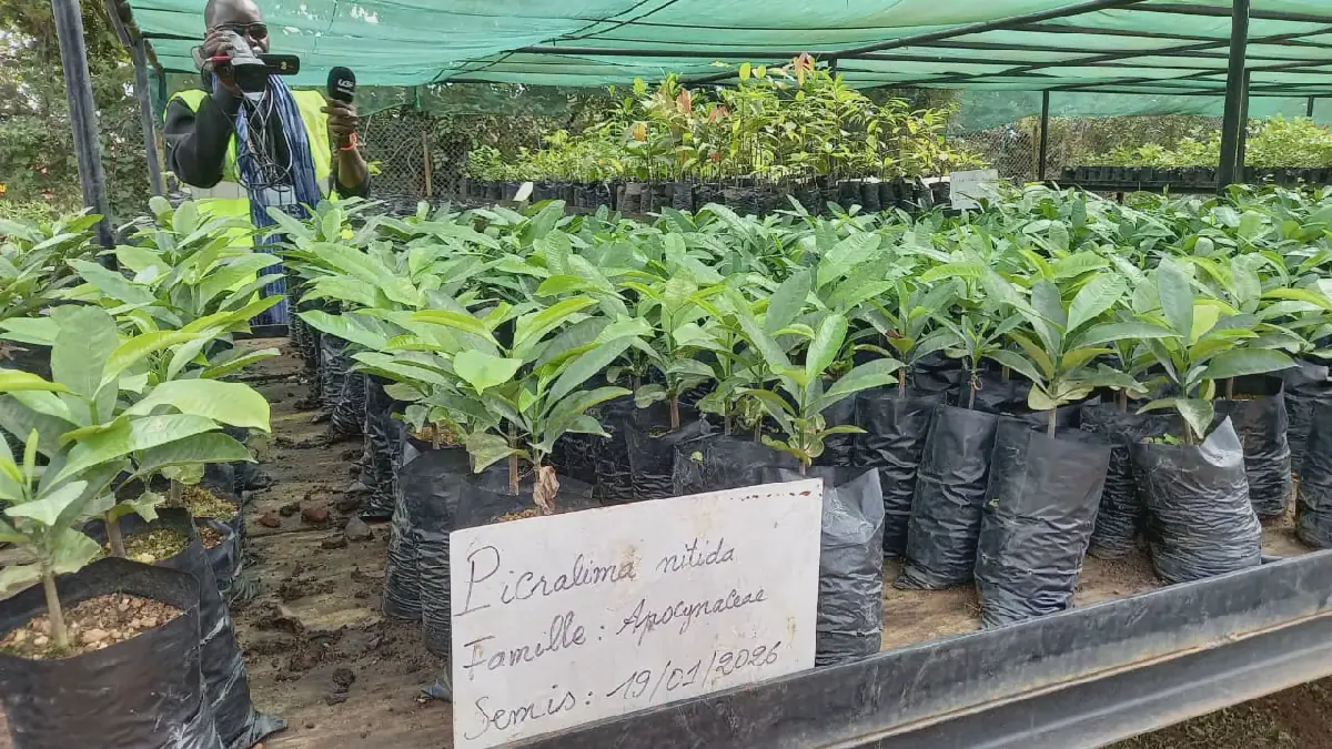 Guinea's Simandou Project Establishes Rare Plant Nursery in Beyla