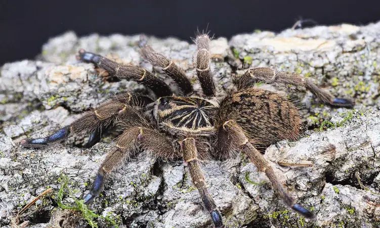 Africa’s Smallest Wildlife Vulnerable To Pet Trade