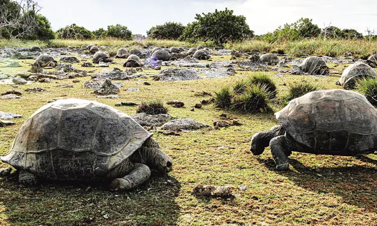 Scientists Discover 180,000 Giant Tortoises on Seychelles Island