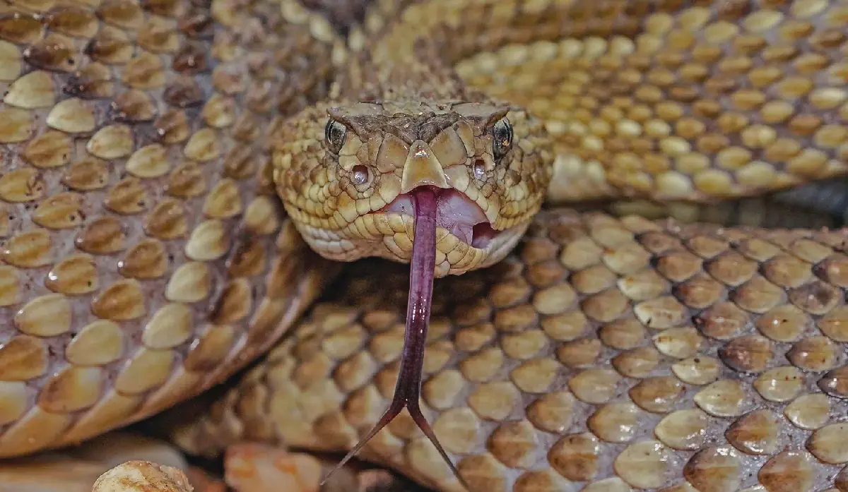 American rattlesnake discovery raises exotic pet trade concerns