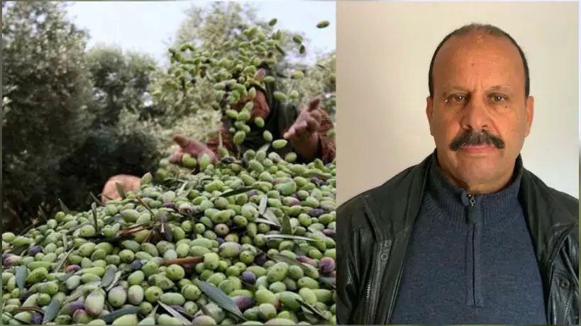 Olive Harvest Season Kicks Off in Tunisia's Kef Governorate