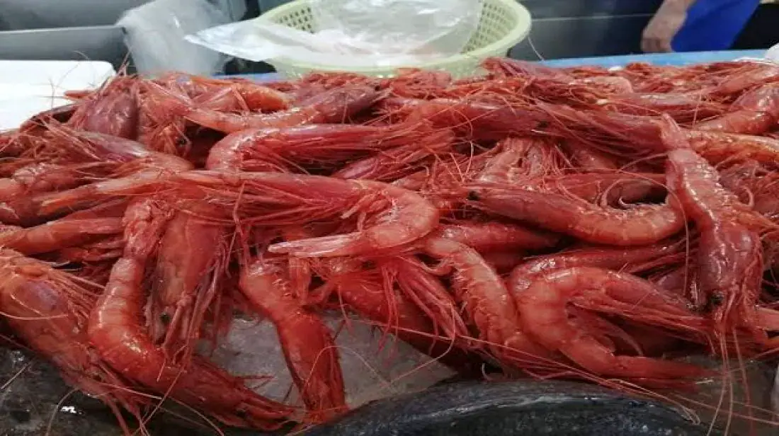Tunisia Secures Increased Quota for Deep-Sea Red Shrimp in Mediterranean