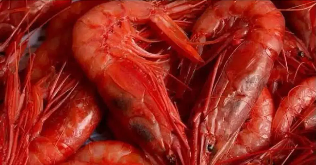 Tunisia Secures Increased Allocation of Deep-Sea Red Shrimp in Mediterranean