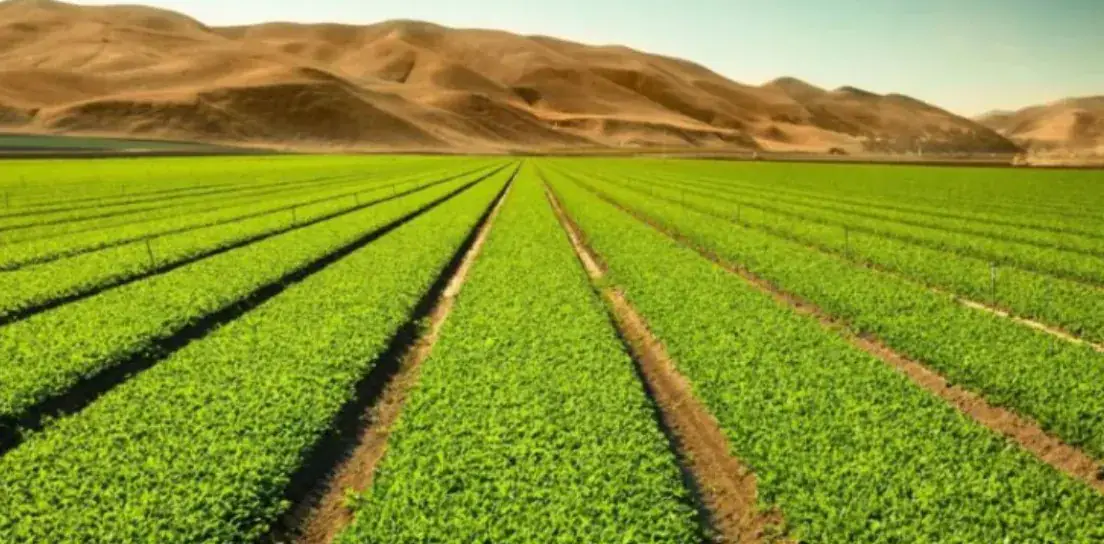 Tunisia: Authorities Implement Decision to Revoke Rights to Agricultural Land in Banzart