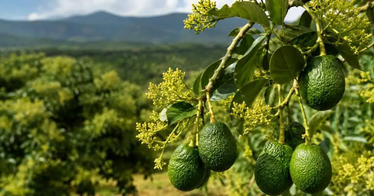 The Hass avocado is the most commercially popular variety of avocado in the world, accounting for roughly 80% of global avocado consumption (Image: Files)