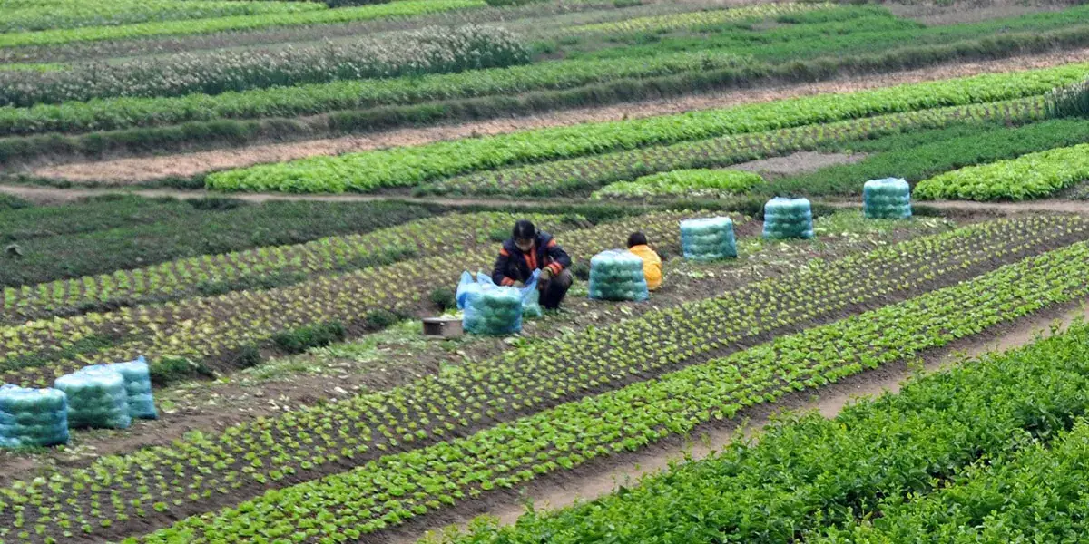 Tunisia Seeks to Boost Arab Agricultural Investments for Food Security