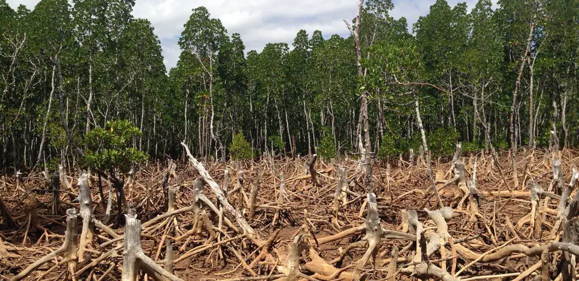 Les forêts et la biodiversité de Labé menacées par l'activité humaine