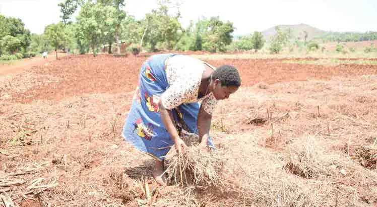 Mulanje farmers adopt climate-smart practices
